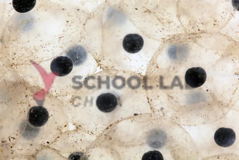 Prepared Microscope Slide Set - Biological Science - Set of 15 Slides